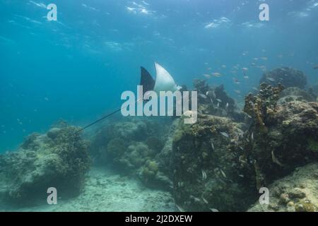 Secondcape con Spoted Eagle Ray nella barriera corallina del Mar dei Caraibi, Curacao Foto Stock