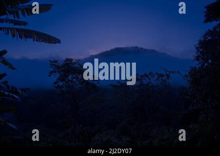 Vista di mattina presto dal Lodge nella giungla Foto Stock