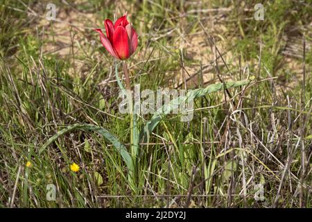 tulipano rosso brillante con foglie verdi blu ondulato che crescono in natura tra erbe di primavera verdi e bastoni grigi morti Foto Stock