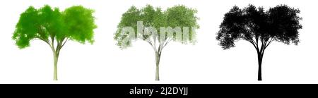 Set o collezione di alberi di olmo americano, dipinti, naturali e come una silhouette nera su sfondo bianco. Illustrazione concettuale o concettuale 3d per nat Foto Stock