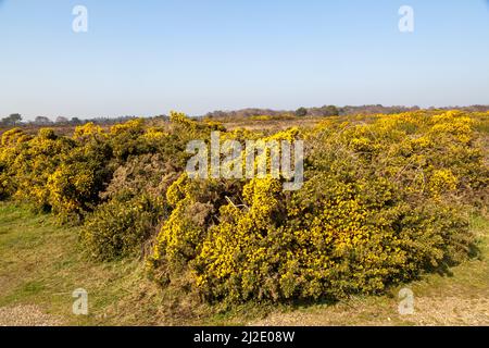 Fiore giallo, Gorse comune, Furze (Ulex europaeus), Dunwich Heath, Suffolk, Inghilterra, Regno Unito Foto Stock