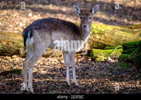 Un primo colpo del capriolo di fava europeo in piedi nella foresta Foto Stock