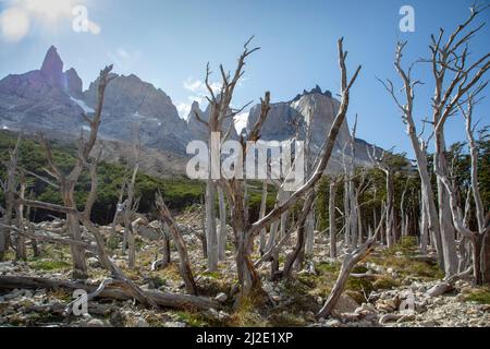 Cile, 21-01-2020, il terzo giorno del W-Trek nel parco delle Torres del Paine mostra la Valle Francese con una foresta piena di alberi morti. Foto Stock