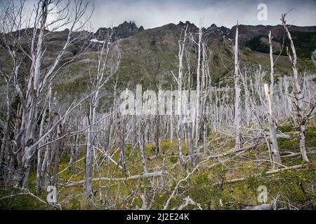 Cile, 21-01-2020, il terzo giorno del trekking W-Trek nel parco Torres del Paine mostra la Valle francese con le sue montagne e alberi morti. Foto Stock