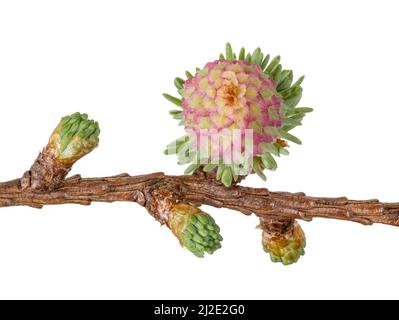 Cono del pino del bambino - fiore femminile dell'albero del larice. Foto Stock