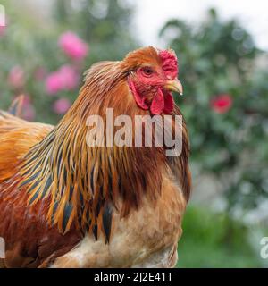 brahma cockerel, gallo Foto Stock