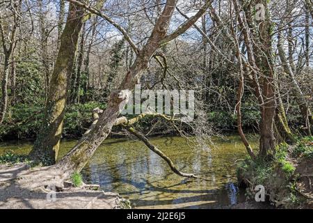 Il fiume Plym scorre attraverso i boschi a Plymbridge durante il viaggio di ot verso Plymouth Sound Foto Stock