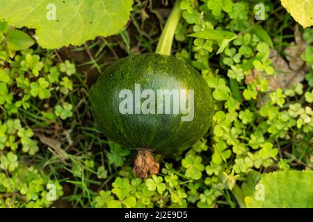 Le zucche verdi sono in realtà non mature che stanno ancora crescendo sulla vite Pumpkins verdi, Cucurbita, squash bucce verdi scure e forma di acorno sulla frutta Foto Stock