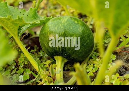 Zucche non mature o verdi che sono ancora in crescita, Cucurbita, squash pelli verde scuro, forma rotonda. Le zucche verdi sono rotonde con un po' nervate, profonde Foto Stock