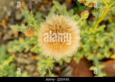 Questa erba perenne cresce da radici spesse. I suoi steli sono verticali, ramificati e pelosi. Cardo strisciante, cardo, cardo perenne, Cirsium in Foto Stock