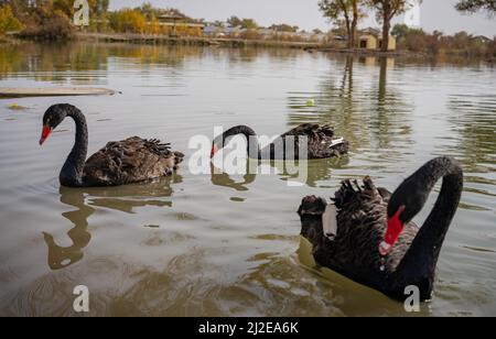 Una bella foto di cigni neri che nuotano nelle verdi acque del lago in una giornata di sole Foto Stock