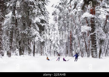 papà e mamma trasportano due bambini su una slitta e i genitori camminano con i loro figli sulla foresta innevata. Allegro vacanza invernale. Divertimento invernale. Bambini Foto Stock