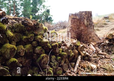 Tronchi di abete rosso marciume coperti di muschio trovati in una foresta di montagna vicino ad un albero tagliato. Foto Stock