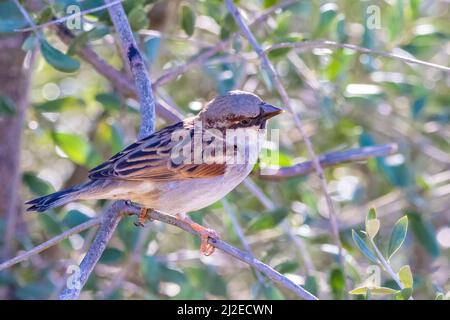 Sparrow o gorrion (passer domesticus) arroccato sul brach di un olivo Foto Stock