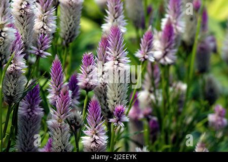 Un fuoco selettivo di fiori di celosia spicata Foto Stock