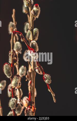 Gatti sanguinosi di salice. Effetto bokeh. Il primo piano è a fuoco. Foto Stock