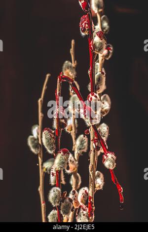 Gatti sanguinosi di salice. Effetto bokeh. Il primo piano è a fuoco. Foto Stock