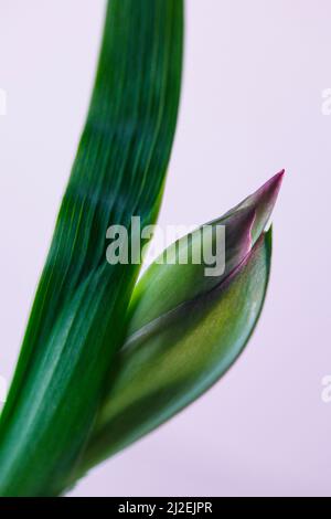 Freschi fiori di amaryllidaceae su sfondo bianco luminoso panorama banner. Pulire macro fiore Foto Stock