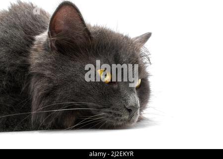 Ritratto del gatto grigio Nibelung primo piano isolato su uno sfondo bianco. Gatto grigio sdraiato con un aspetto pensivo guarda avanti Foto Stock