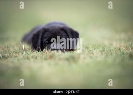 Ritratto del cane in legno Foto Stock