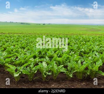 foglie di barbabietola fresca in campo in primavera con cielo blu Foto Stock