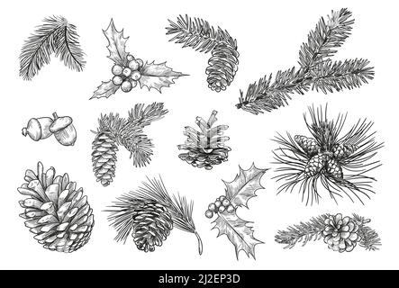 Insieme di illustrazioni vettoriali isolate con disegni a mano con rami di pino. Mistletoe inciso, abete o coni di abete rosso e foglie vintage schizzo. Piante e Natale c Illustrazione Vettoriale