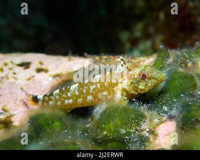 Macro scatto subacqueo di una blenny, tripterygion delaisi, a faccia nera, sdraiato su una pietra. Vita marina a El Hierro, Isole Canarie. Foto Stock