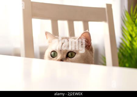 Divertente gatto bianco britannico sbucce da sotto un tavolo bianco Foto Stock