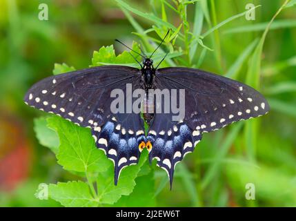 Farfalla di coda di rondine nera (Papilionidae) con ali aperte su una pianta verde Foto Stock