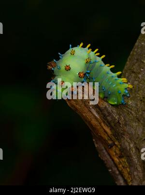 Hyalophora cecropia caterpillar su un ramo profondo nella foresta in Canada Foto Stock