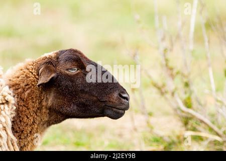 Pecora di testa nera che pascola in prato, animale di fattoria. Foto Stock