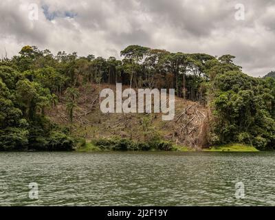 Deforestazione tropicale per l'agricoltura a Panama Foto Stock