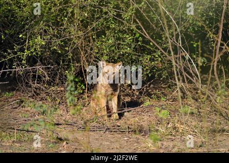 Foto d'archivio Golden jackal Foto Stock