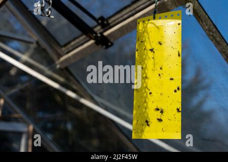 Le mosche morte si sono bloccate su un pezzo di flypaper appeso al tetto di una serra. Viene usato per proteggere le verdure che vengono coltivate a casa Foto Stock