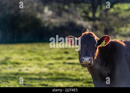 Mucche da latte pascolo su erba verde in primavera nella campagna rurale Suffolk Foto Stock