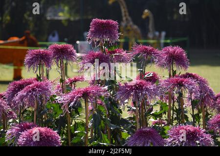 Mamma ragno al Chrysanthemum annuale Show Dicembre 2021, Chandigarh. Foto Stock