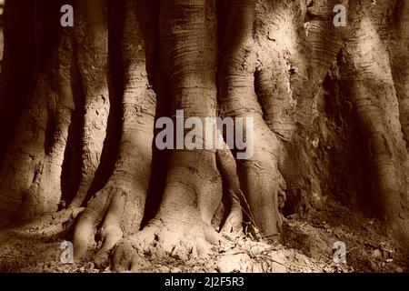 Primo piano di un tronco di albero. Foto Stock