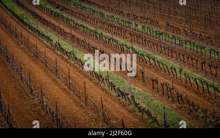 Immagine di sfondo astratta di un vigneto ai piedi del monte luberon ,vaucluse provence , France .mostrando le vigne in terreno rosso . Foto Stock