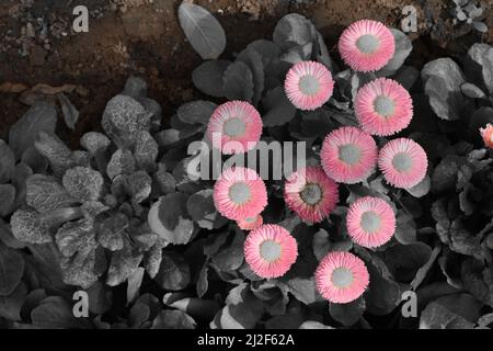 Rosa inglese Daisies fioritura in giardino. Foto Stock