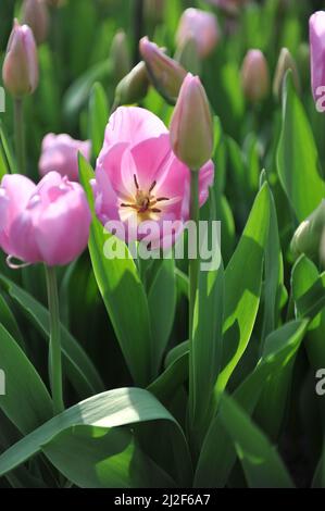 Tulipani Triumph rosa lilla (Tulipa) Alibi fiorisce in un giardino nel mese di marzo Foto Stock