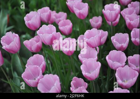 Tulipani Triumph rosa lilla (Tulipa) Argos fioriscono in un giardino nel mese di marzo Foto Stock