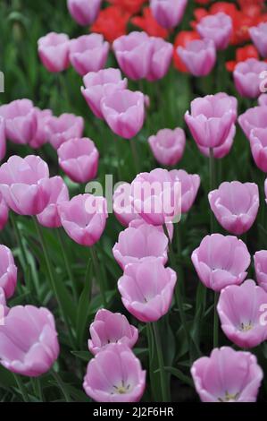 Tulipani Triumph rosa lilla (Tulipa) Argos fioriscono in un giardino nel mese di marzo Foto Stock