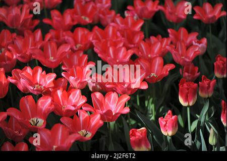 Tulipani triumfi rossi e bianchi (Tulipa) Bolray Prezzo fiore in un giardino nel mese di marzo Foto Stock