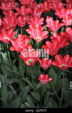 Tulipani triumfi rossi e bianchi (Tulipa) Bolray Prezzo fiore in un giardino nel mese di marzo Foto Stock