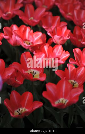 Tulipani triumfi rossi e bianchi (Tulipa) Bolray Prezzo fiore in un giardino nel mese di marzo Foto Stock