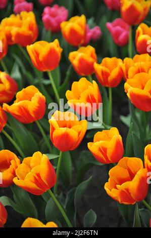 Tulipani triumfi rossi e gialli (Tulipa) Bombita fiorisce in un giardino nel mese di marzo Foto Stock