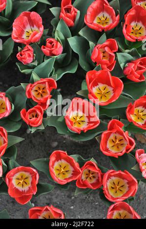 Tulipani rossi di Triumph (Tulipa) Calgary Red fiore in un giardino nel mese di marzo Foto Stock