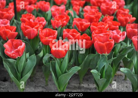 Tulipani rossi di Triumph (Tulipa) Calgary Red fiore in un giardino nel mese di marzo Foto Stock