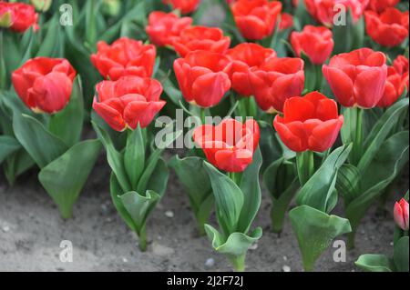 Tulipani rossi di Triumph (Tulipa) Calgary Red fiore in un giardino nel mese di marzo Foto Stock