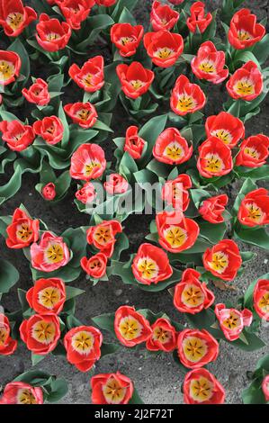 Tulipani rossi di Triumph (Tulipa) Calgary Red fiore in un giardino nel mese di marzo Foto Stock